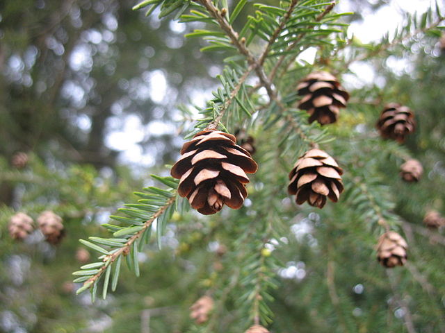 How to Identify & Propagate Eastern Hemlock (Tsuga canadensis) Cones