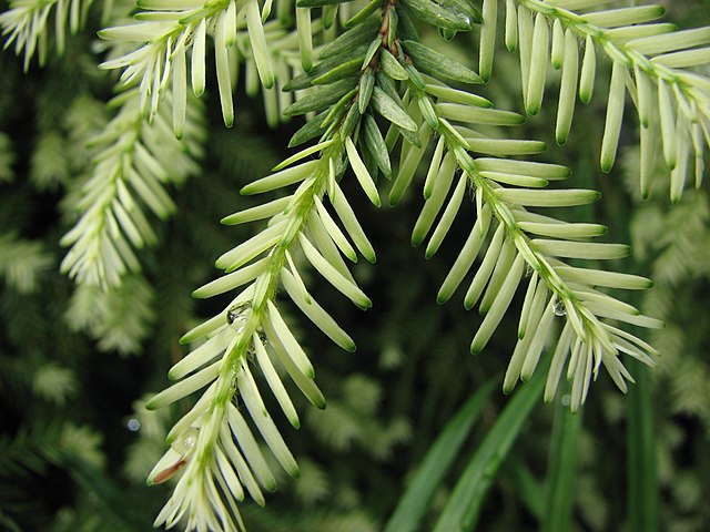 How to Identify & Propagate Eastern Hemlock (Tsuga canadensis) Needle