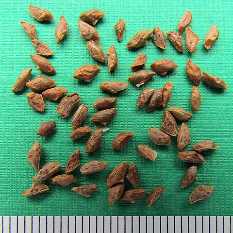 How to Identify & Propagate Eastern Hemlock (Tsuga canadensis) Seeds