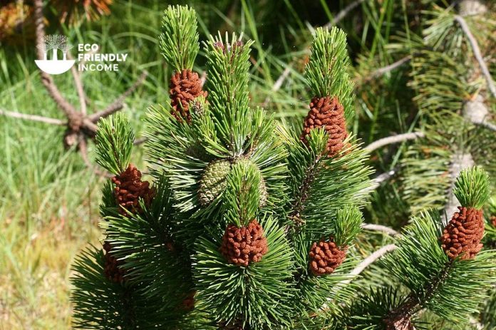 How to Identify & Propagate Lodgepole Pine (Pinus contorta)