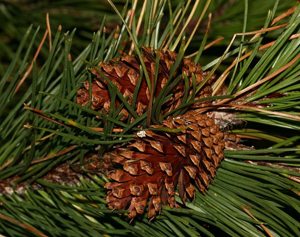 How to Identify & Propagate Lodgepole Pine (Pinus contorta) Cones