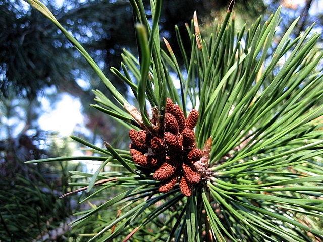 How to Identify & Propagate Lodgepole Pine (Pinus contorta) Needle