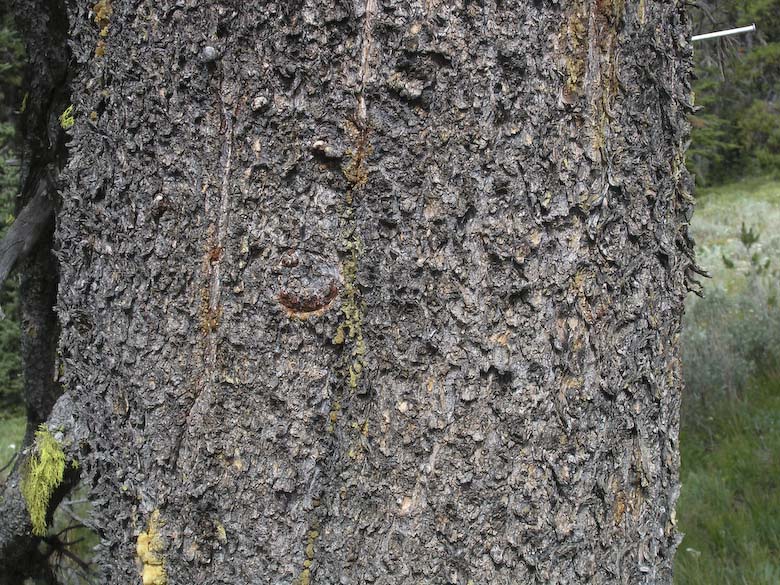 How-to-Identify-Propagate-Lodgepole-Pine-Pinus-contorta-bark