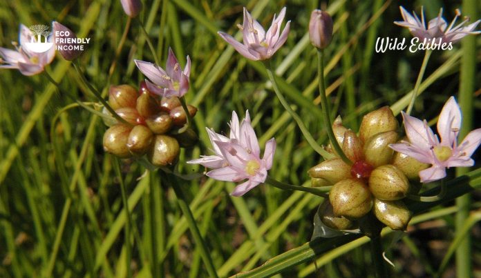 How to Identify & Propagate Meadow Garlic (Allium canadense)