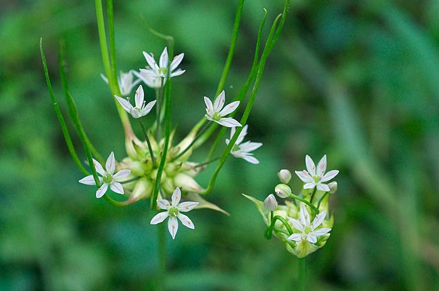 How-to-Identify-Propagate-Meadow-Garlic-Allium-canadense