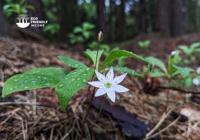 How to Identify & Propagate Northern Starflower (Trientalis borealis)
