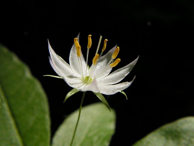 
How-to-Identify-Propagate-Northern-Starflower-Trientalis-borealis-Flower