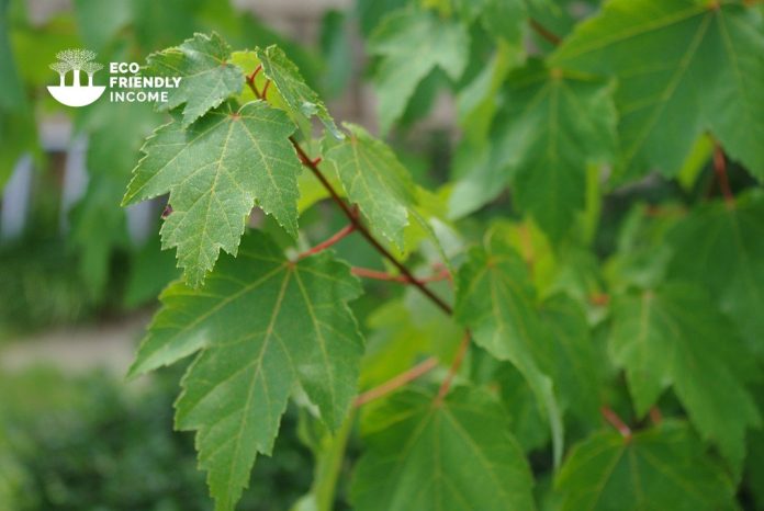 How to Identify & Propagate Red Maple (Acer rubrum)