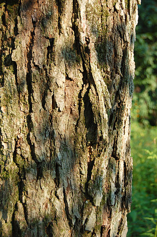 How to Identify & Propagate Red Maple (Acer rubrum) Bark