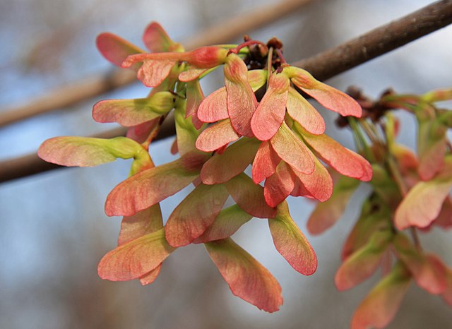 How to Identify & Propagate Red Maple (Acer rubrum) Seeds