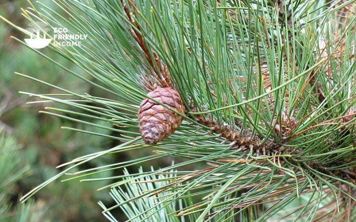 How to Identify & Propagate Red Pine (Pinus resinosa) (1)