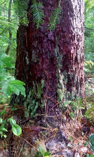 How to Identify & Propagate Red Pine (Pinus resinosa) Bark