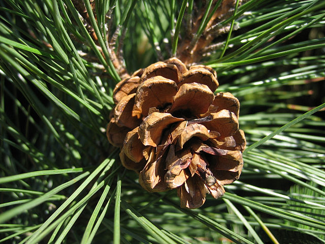How to Identify & Propagate Red Pine (Pinus resinosa) Cone