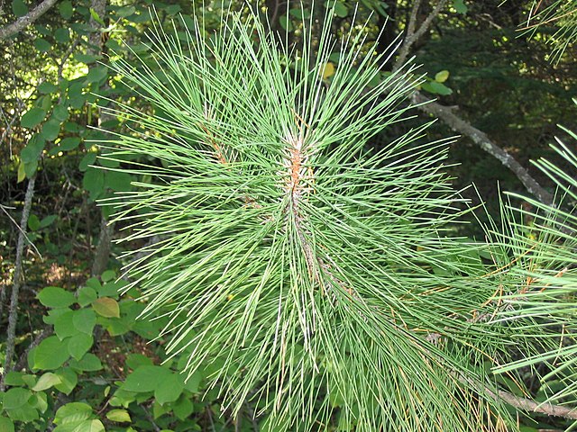 How to Identify & Propagate Red Pine (Pinus resinosa) Needle