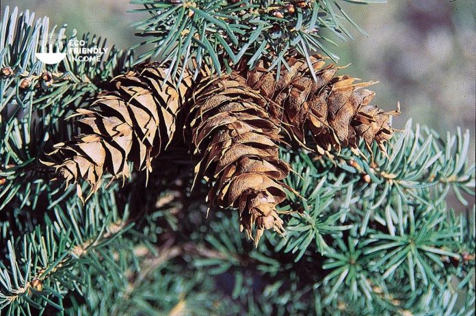 How to Identify & Propagate Rocky Mountain Douglas Fir (Pseudotsuga menziesii var. glauca)