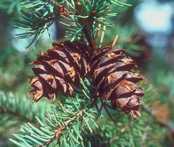 How to Identify & Propagate Rocky Mountain Douglas Fir (Pseudotsuga menziesii var. glauca) Cones