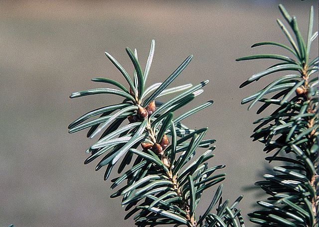 How to Identify & Propagate Rocky Mountain Douglas Fir (Pseudotsuga menziesii var. glauca) Leaf
