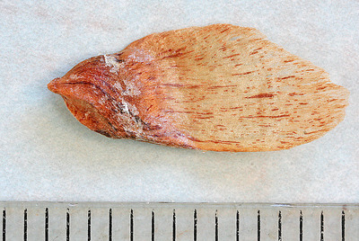 How to Identify & Propagate Rocky Mountain Douglas Fir (Pseudotsuga menziesii var. glauca) Seed (1)