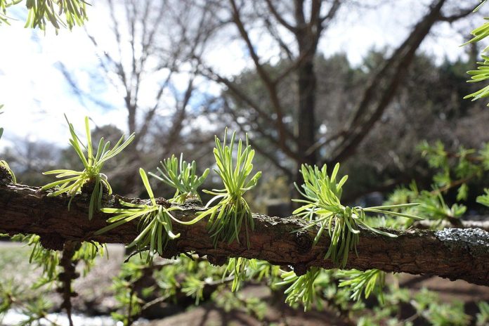 How to Identify & Propagate Siberian Larch (Larix sibirica) (1)