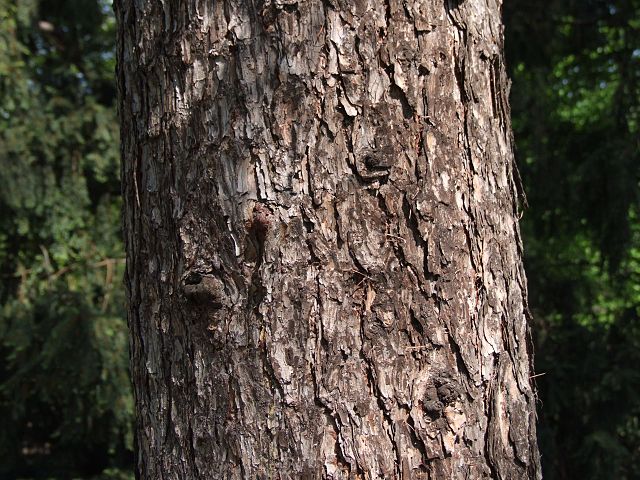 How to Identify & Propagate Siberian Larch (Larix sibirica) Bark