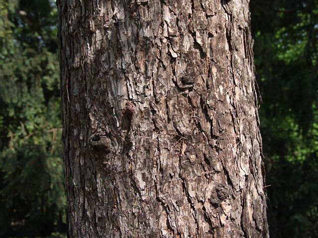 How to Identify & Propagate Siberian Larch (Larix sibirica) Bark