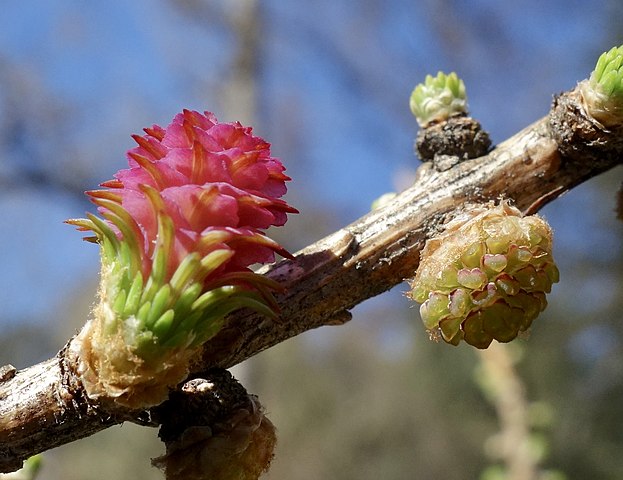 How to Identify & Propagate Siberian Larch (Larix sibirica) Cone