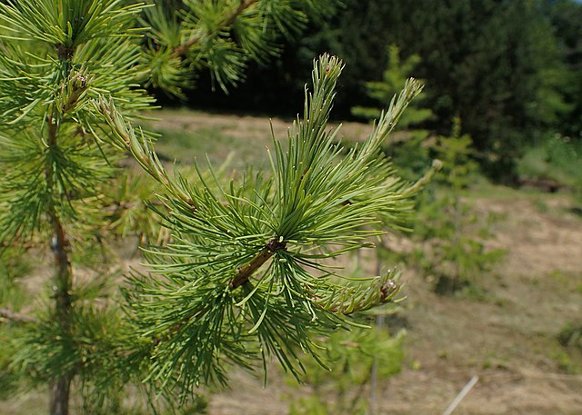 How to Identify & Propagate Siberian Larch (Larix sibirica) leaf