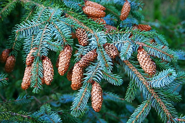 How to Identify & Propagate Sitka Spruce (Picea sitchensis) Cone-min