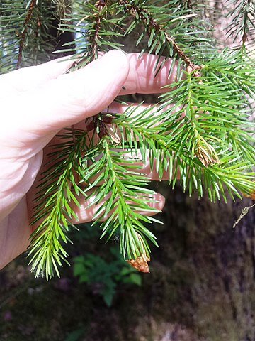 How to Identify & Propagate Sitka Spruce (Picea sitchensis) Needle