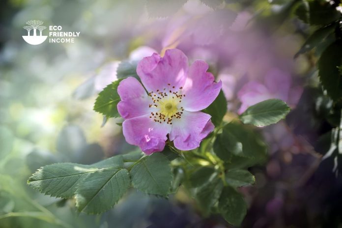 How to Identify & Propagate Wild Rose (Rosa acicularis)