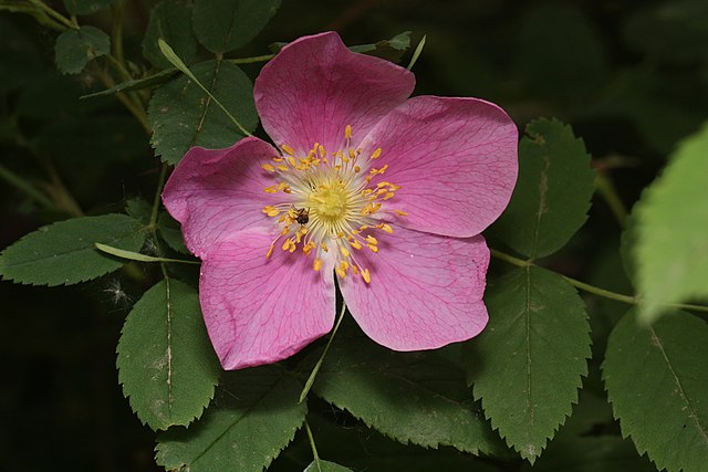 How to Identify & Propagate Wild Rose (Rosa acicularis) flower