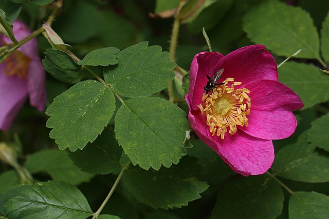 How to Identify & Propagate Wild Rose (Rosa acicularis) leaf