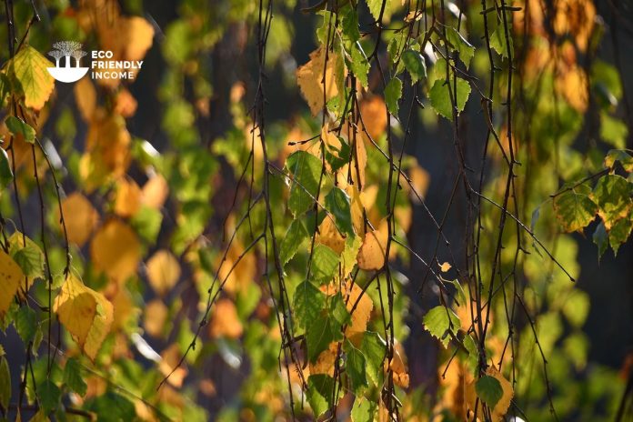 How to Identify & Propagate Yellow Birch (Betula alleghaniensis) (1)