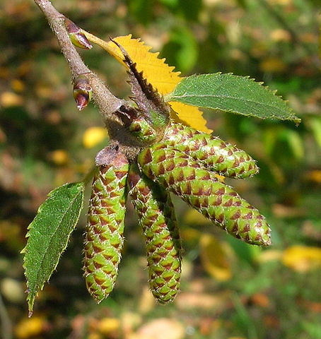 How to Identify & Propagate Yellow Birch (Betula alleghaniensis) Catkins