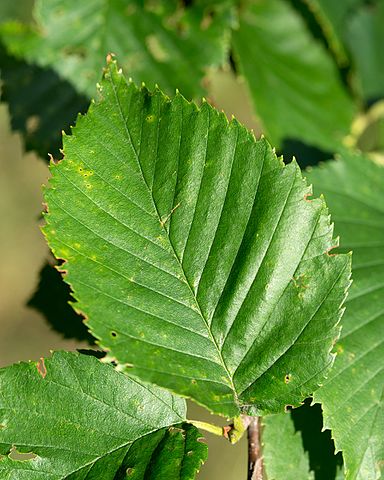 How to Identify & Propagate Yellow Birch (Betula alleghaniensis) Leaf