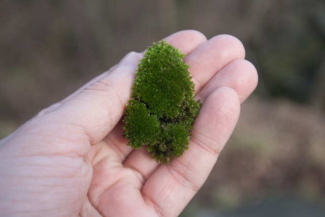 How to Propagate Moss