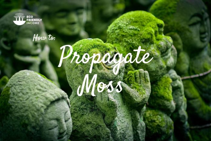 How to Propagate Moss