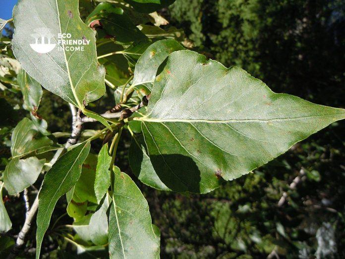 How-to-identify-Propagate-Balsam-Poplar-Populus-balsamifera