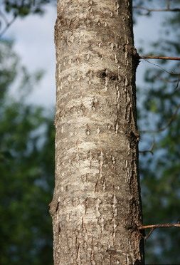How to identify & Propagate Balsam Poplar (Populus balsamifera) Bark