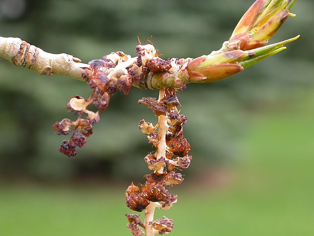 How-to-identify-Propagate-Balsam-Poplar-Populus-balsamifera-Catkins