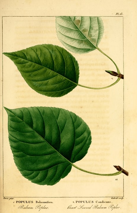 How to identify & Propagate Balsam Poplar (Populus balsamifera) Leaf-min