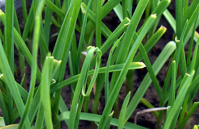 How to identify & Propagate Meadow Garlic (Allium canadense) leaf