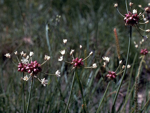 How-to-identify-Propagate-Meadow-Garlic-Allium-canadense-seed-pod