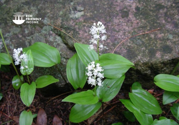 How to identify & propagate Canada Mayflower (Maianthemum canadense)