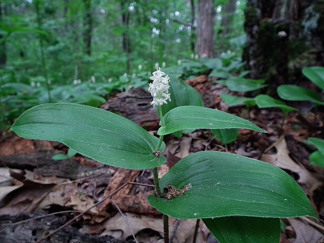 How to identify & propagate Canada Mayflower (Maianthemum canadense) leaf