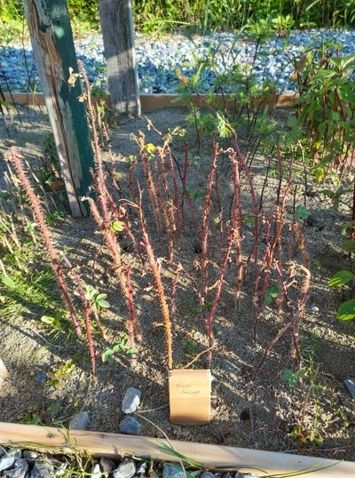How to identify & propagate wild rose (rosa acicularis) cuttings (1)-min
