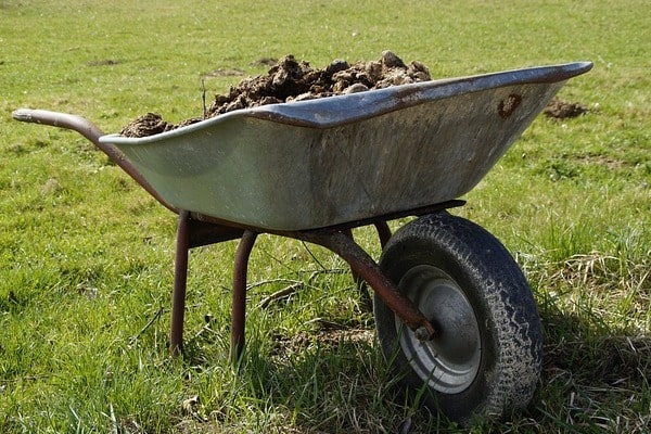 Manure cow manure vs. sheep manure