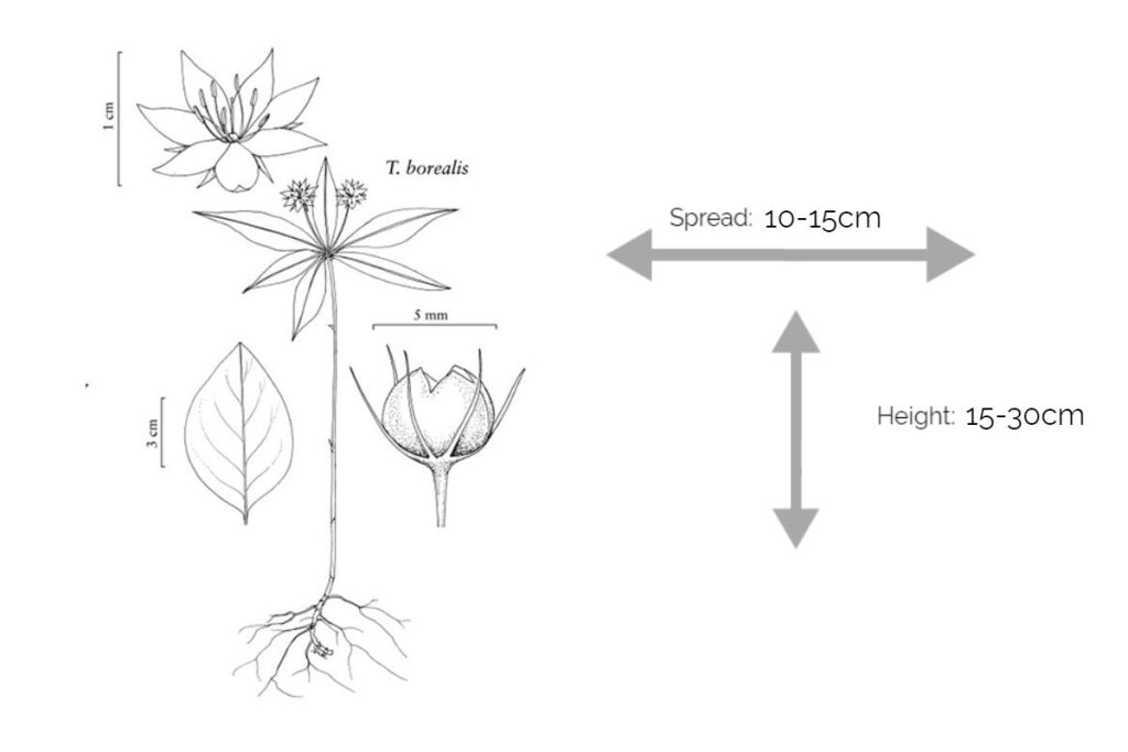 Northern Starflower (Trientalis borealis) info chart