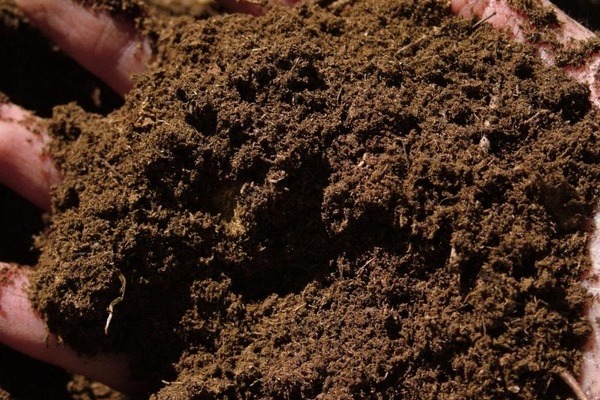 Peat Moss Guide ( (1) Peat Moss Guide ( (1)