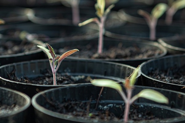 Plants Nursery Plants Nursery